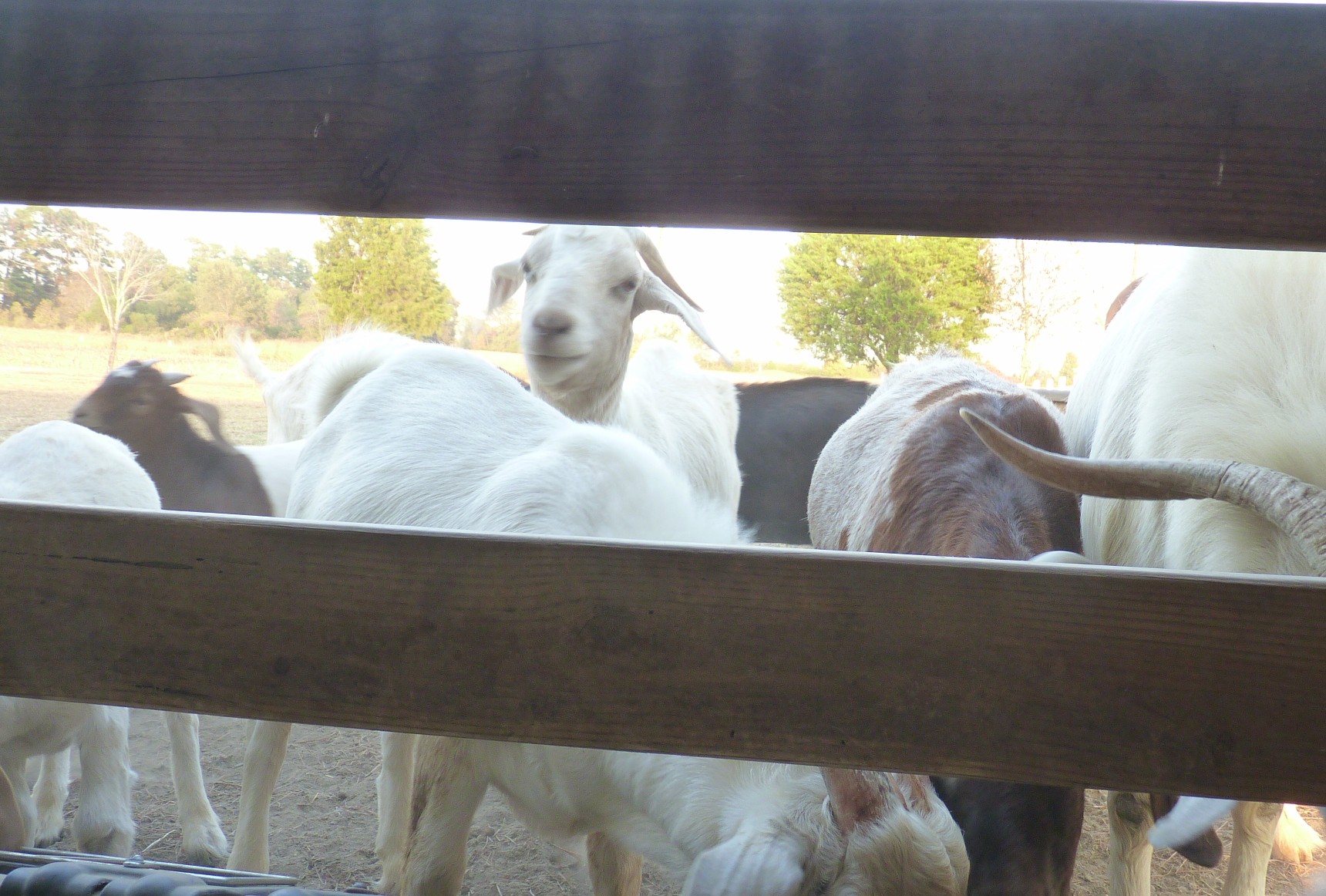 herd of Boer goats