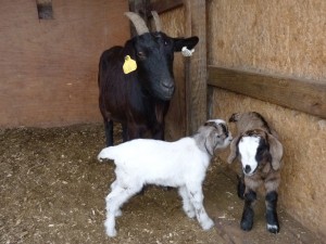 The twins and mom