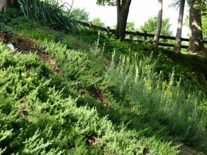 Perennials on the bank