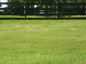 My yard is almost weed-free without the use of chemicals.