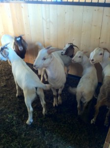 Goats in barn