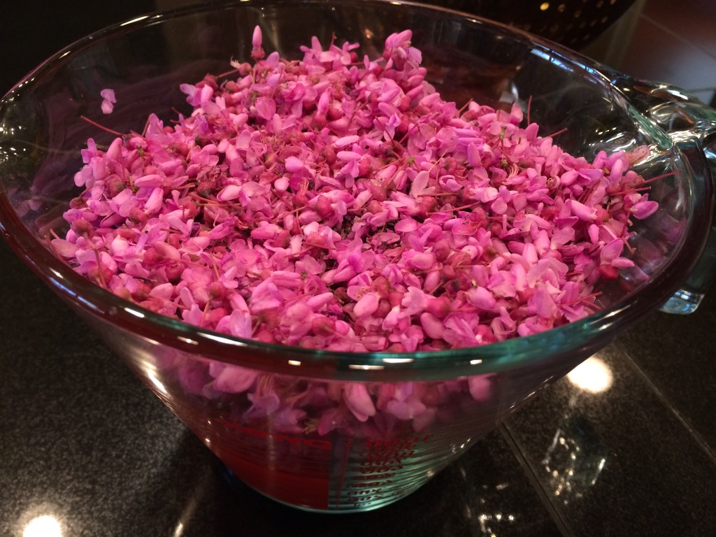 Redbud blooms in jar